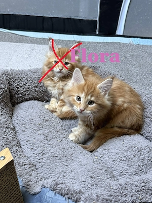 Nur noch eine weibliche rote Maine Coon Kitten