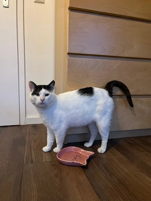Tomy(weiß-schwarz), 3 Jahre, sucht Zuhause mit Freigang Bild 4