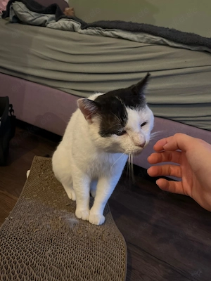 Tomy(weiß-schwarz), 3 Jahre, sucht Zuhause mit Freigang Bild 2