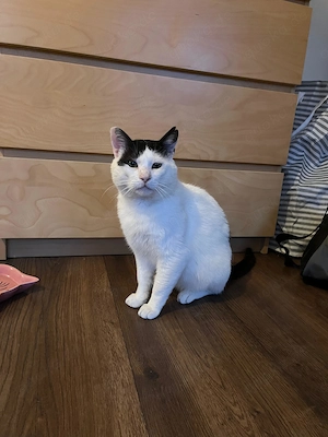 Tomy(weiß-schwarz), 3 Jahre, sucht Zuhause mit Freigang Bild 3