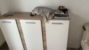   Verschmuste, ruhige Katze Mici (2 Jahre) sucht liebevolles Zuhause