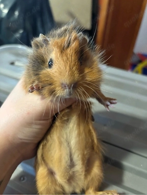 meerschweinchen böckchen 