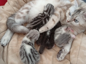 Katzenbabys BKH