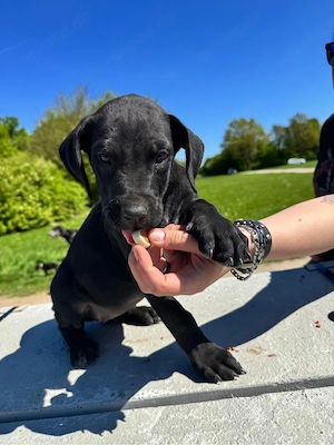 Deutsche Doggen Welpen 