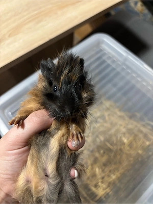 meerschweinchen böckchen