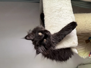 Maine Coon Baby (Mädchen)