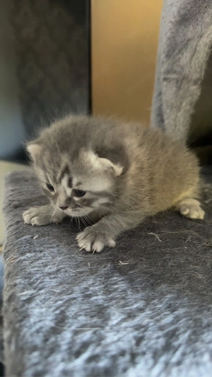 3 BKH kitten tabby