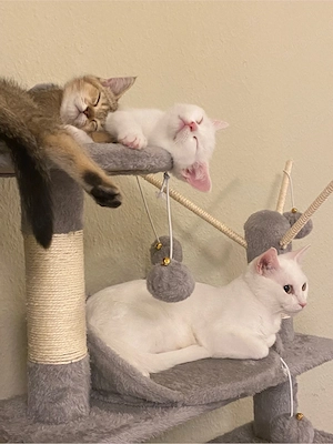 Khao Manee Katze abzugeben    Bild 4