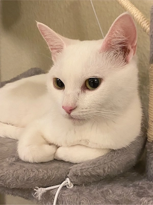 Khao Manee Katze abzugeben    Bild 3
