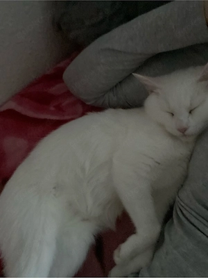 Khao Manee Katze abzugeben    Bild 2