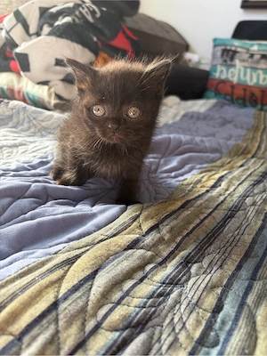 BKH Mix Kitten  Bild 3