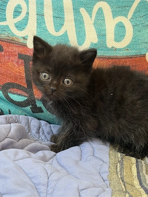 BKH Mix Kitten  Bild 5