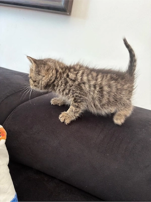 BKH Mix Kitten  Bild 2