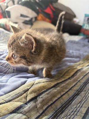 BKH Mix Kitten  Bild 4