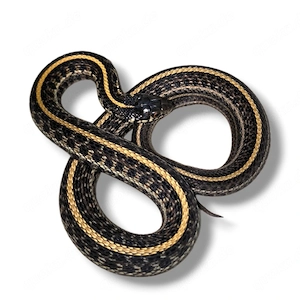 1.0 thamnophis Radix het. 66% Anery, Iowa albino, axanthic 