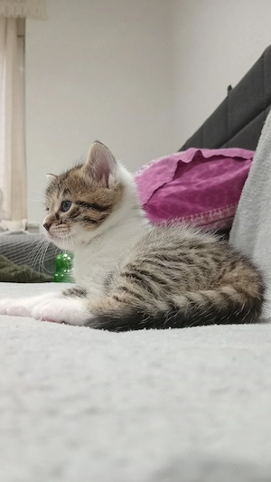 Babykatze im Mai sucht neues Zuhause 