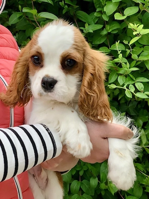 Cavalier King Charles Spaniel Welpe 