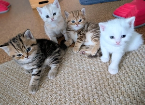 BKH Kitten ab Ende Juni auszugsbereit 