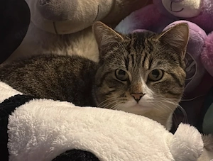 BKH Kater dringend 