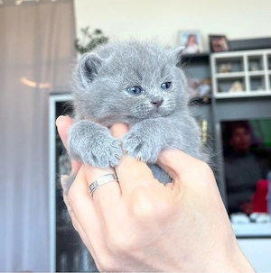 BKH Kitten, Kätzchen, Katzenbabys