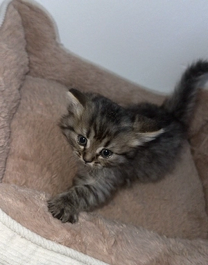 BKH Babykatzen 