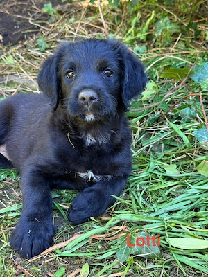 4 süße Labrador-Boxer-Königspudel Mix Welpen abzugeben 