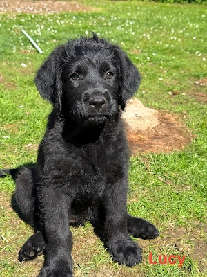 4 süße Labrador-Boxer-Königspudel Mix Welpen abzugeben  Bild 5