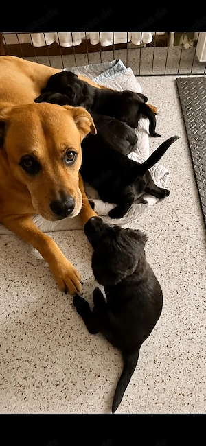 4 süße Labrador-Boxer-Königspudel Mix Welpen abzugeben  Bild 2