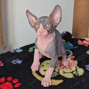 Wunderschöne reinrassige Sphynx-Kätzchen Bild 3