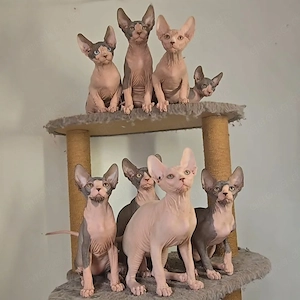 Wunderschöne reinrassige Sphynx-Kätzchen Bild 4