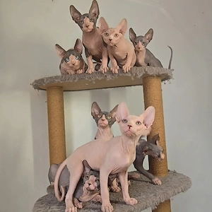 Wunderschöne reinrassige Sphynx-Kätzchen Bild 7