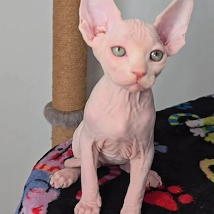 Wunderschöne reinrassige Sphynx-Kätzchen