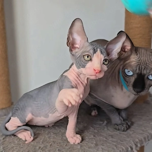 Wunderschöne reinrassige Sphynx-Kätzchen Bild 8
