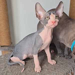 Wunderschöne reinrassige Sphynx-Kätzchen Bild 6