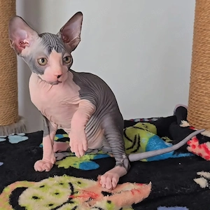Wunderschöne reinrassige Sphynx-Kätzchen Bild 5