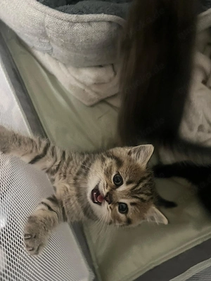 Süße Kitten