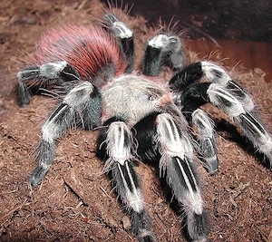 2x Vogelspinnen: 0.1 Nhandu chromatus & 0.1 Chilobrachys dyscolus (Black)