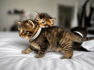 Süße BKH Kitten abzugeben - schwarz & getigert sehr verschmust