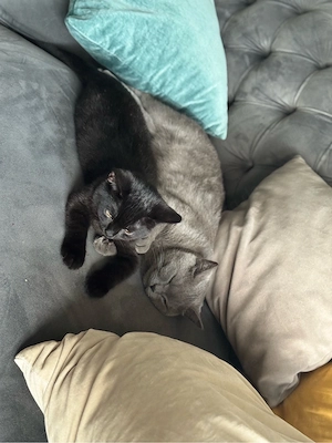 Zwei Katzen (BKH + BKH-Mix) suchen gemeinsam ein liebevolles Zuhause Bild 4