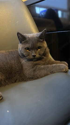 Zwei Katzen (BKH + BKH-Mix) suchen gemeinsam ein liebevolles Zuhause Bild 5