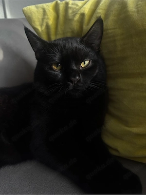 Zwei Katzen (BKH + BKH-Mix) suchen gemeinsam ein liebevolles Zuhause Bild 2