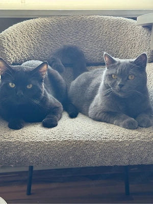 Zwei Katzen (BKH + BKH-Mix) suchen gemeinsam ein liebevolles Zuhause Bild 3