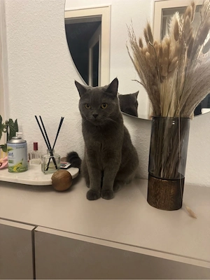 Zwei Katzen (BKH + BKH-Mix) suchen gemeinsam ein liebevolles Zuhause