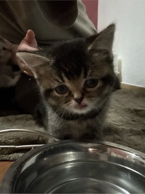 BKH mix Kitten 
