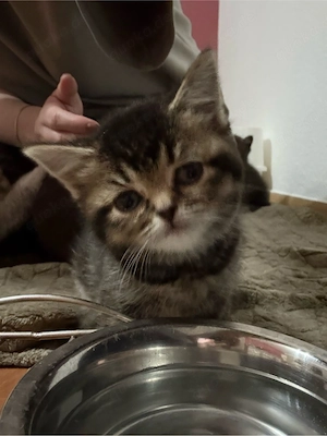 babykitten zu verkaufen 