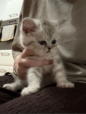 BKH Mix kitten zu verkaufen 