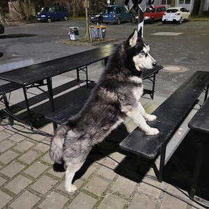 Reinrassiger Siberian Husky  Blu  (8 Jahre) sucht ein liebevolles Zuhause mit Herz und Zeit