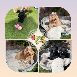 Exklusive Mini Maltipoo Welpen aus traumhafter Verpaarung kleiner, wunderschöner Eltern.