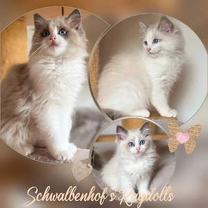 Bezaubernde Ragdoll Kitten mit KVL e.V Ahnentafel 