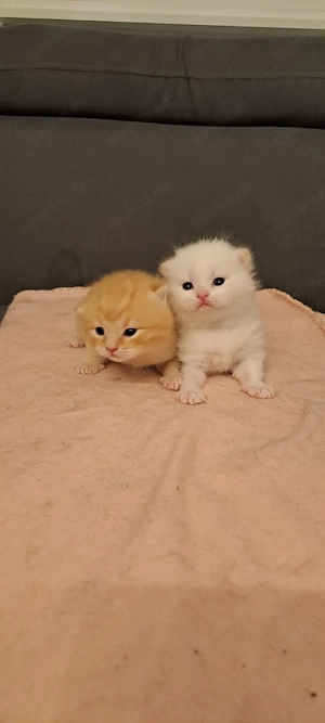 Exklusive Kitten (Britisch Langhaar Mix)   liebevoll aufgezogen   